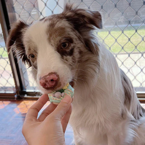 Crafting Delicious and Nutritious Homemade Dog Treats: A Step-by-Step Guide